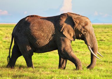 Elephant Animal 