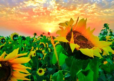 Sunflowers by Sunset