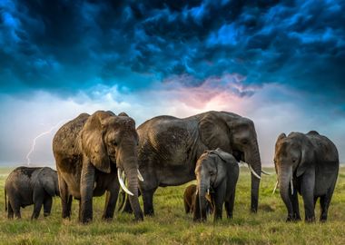 Wildlife Africa Elephant