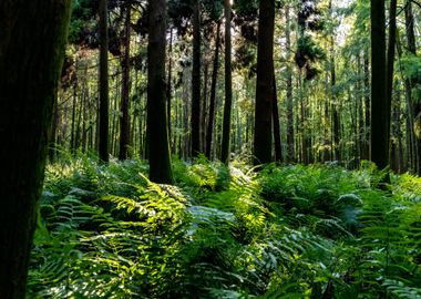 Forest Trees Nature