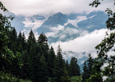 Foggy Mountains in Forest