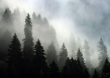 Foggy Forest Spruce Trees