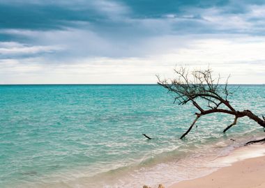 Tree at the Sea Beach