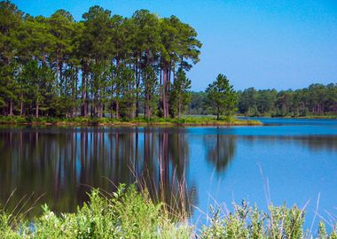 Forest at Lake Nature