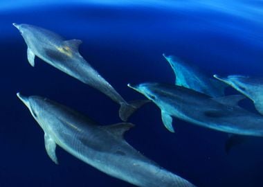 Pod of wild dolphins