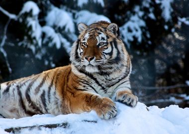 Tiger in the snow