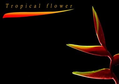 Heliconia flower in black