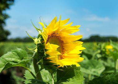 Sunflower