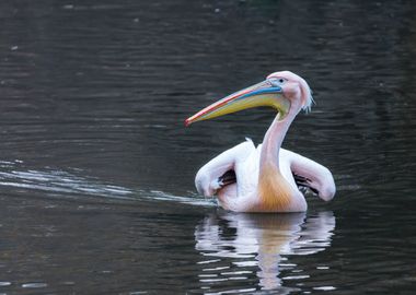 Pelican