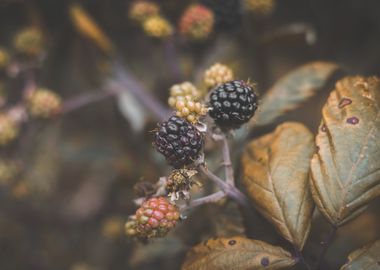 Wild Berries