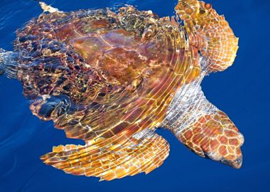 Loggerhead sea turtle 