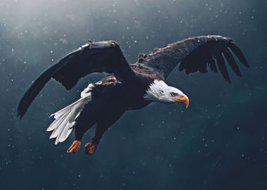 Animals Flying Bald Eagle