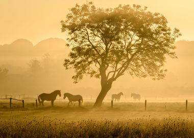 Golden Horses