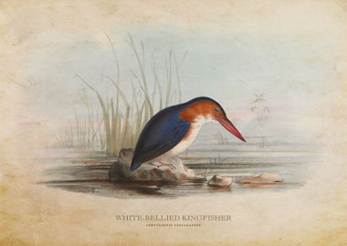 White Bellied Kingfisher