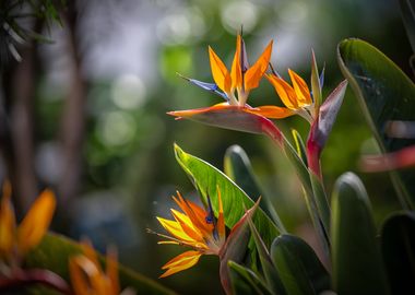 Strelitzia reginae, macro