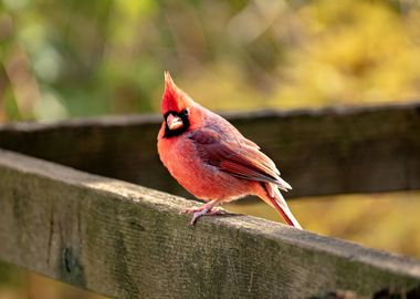 Cardinal In The Fall