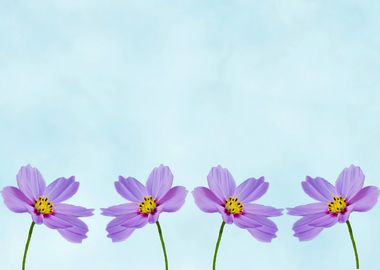 Purple cosmos on blue