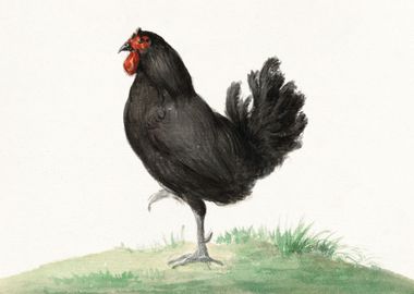 Standing black chicken