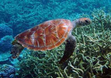 Sea Turtle Fish Underwater