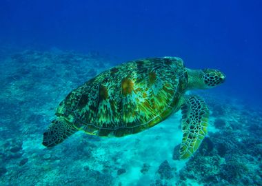 Sea Turtle Underwater