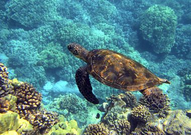 Sea Turtle Underwater