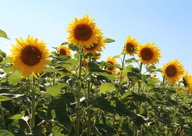 Sunflowers Field Nature