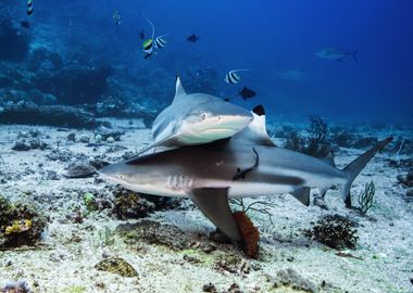 Shark Fishes Underwater