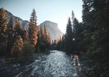 Forest at Lake Nature