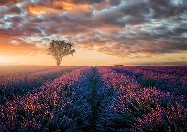 Sunset In Provence