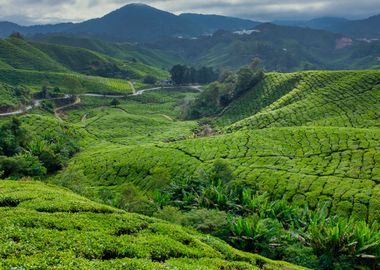 Cameron Highlands Tea Plan