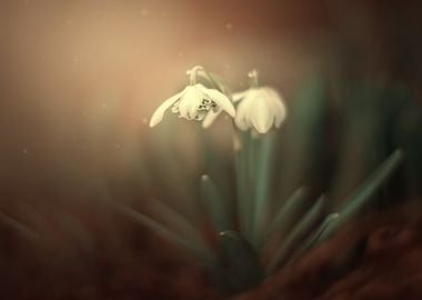 Spring snowdrops, macro