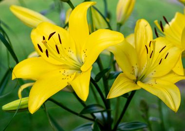 Yellow lilies