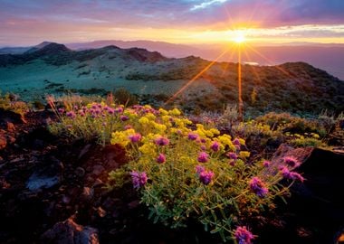 Meadow by Sunset Nature