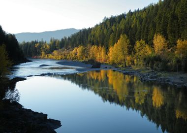 Forest at Lake Nature