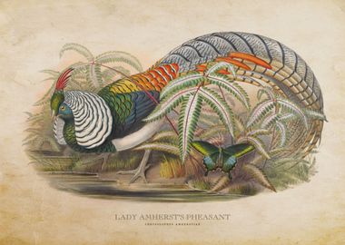 Lady Amhersts Pheasant