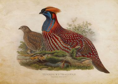 Temmincks Tragopan