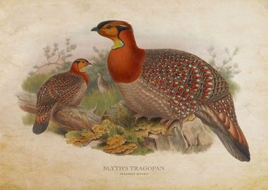 Blyths Tragopan