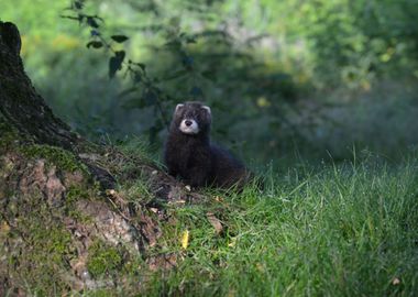 Ferret in the grass