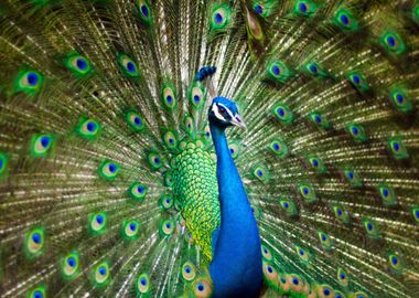 Peacock Bird Animal