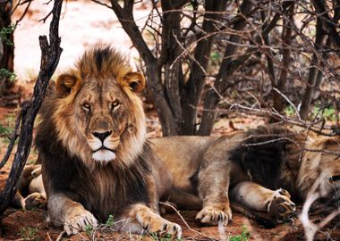 Lion lying under the tree