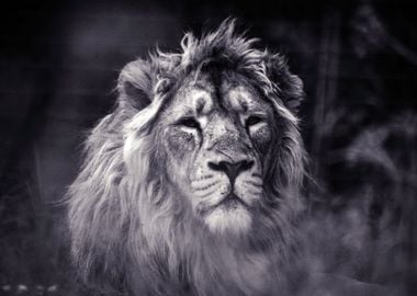 Lion Animal in black