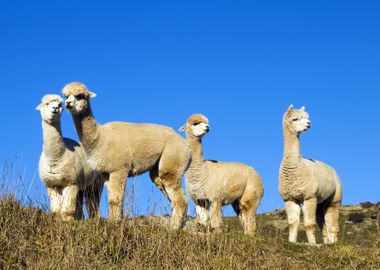 Alpaca Animals at Field