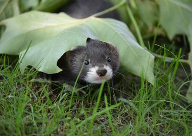 Ferret under leaf