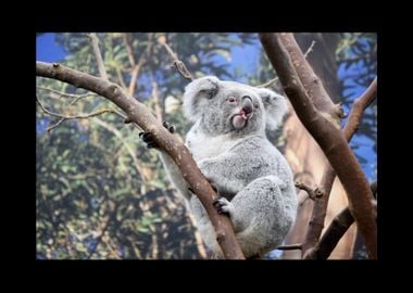 Koala