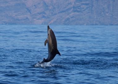 Baby common dolphin