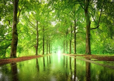 Trees in the Forest Nature