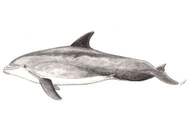 Bottlenose dolphin