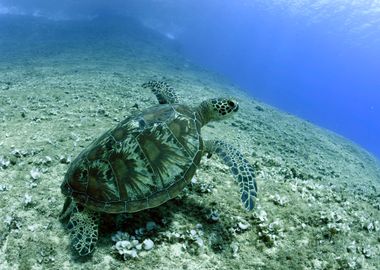 Sea Turtle Underwater