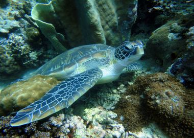 Sea Turtle Underwater 