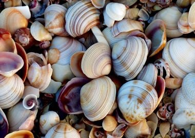 Sea Shells on the Beach